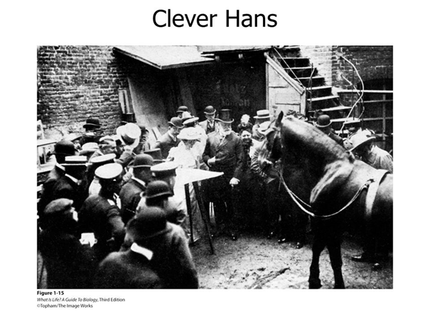 Clever Hans