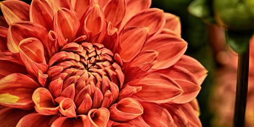 dahlia