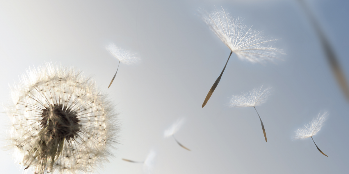 naslovnica